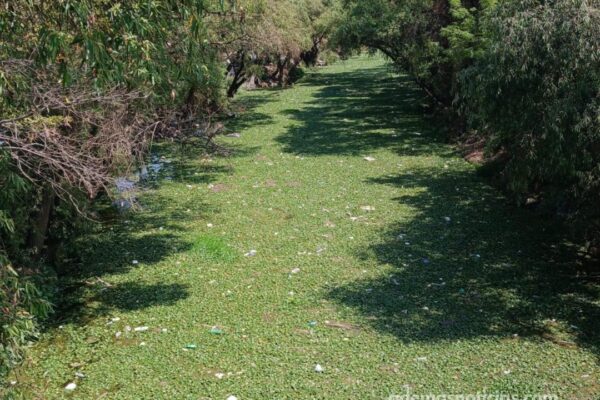 Hay presencia de lirio acuatico en Rio Tepeji